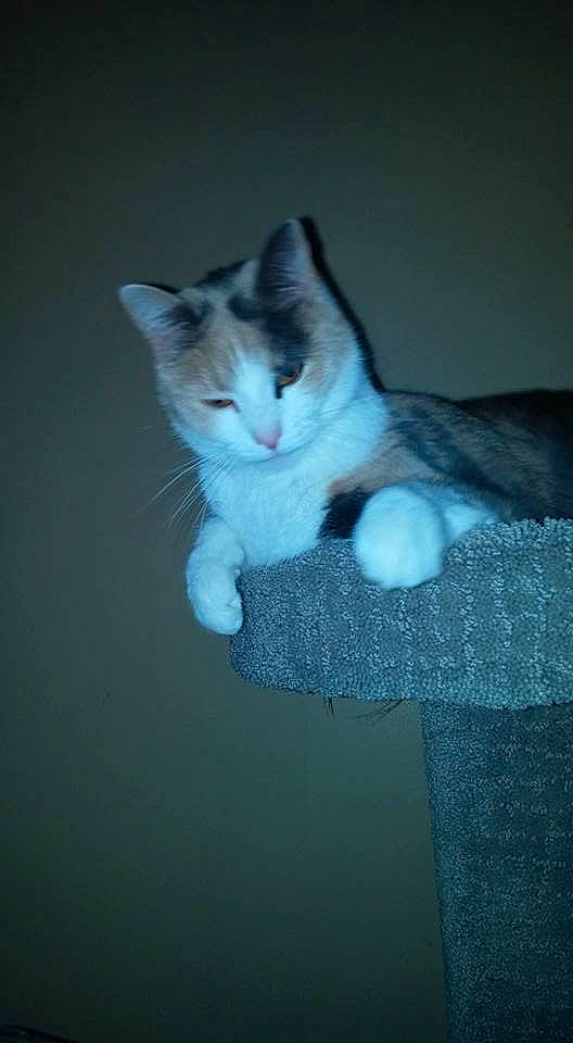 Daria joined the competition — help win amazing prizes! aegean_cat, american_wirehair, carnivore, cat, domestic_short_haired_cat, european_shorthair, felidae, fur, kitten, ojos_azules, polydactyl_cat, ragdoll, sky, small_to_medium_sized_cats, tail, whiskers