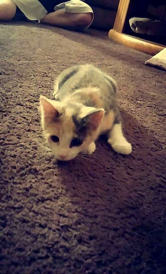 Daria is registered to the contest to win money with this photo: aegean_cat, carnivore, cat, cloud, ear, european_shorthair, felidae, fur, kitten, meteorological_phenomenon, night, nose, polydactyl_cat, sky, small_to_medium_sized_cats, tail, turkish_van, whiskers