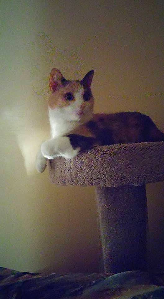 Daria joined the competition — help win amazing prizes! aegean_cat, carnivore, cat, domestic_short_haired_cat, european_shorthair, fawn, felidae, japanese_bobtail, kitten, ojos_azules, polydactyl_cat, ragdoll, small_to_medium_sized_cats, tail, turkish_angora, turkish_van, whiskers