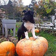 Athénâ participe au concours pour gagner de l'argent avec cette photo : puppy, dog, pumpkin, garden, grass, fence, autumn, outdoor, plant, nature, black_and_white, cute, animal, leaf, rural, fall, pet, young, curious, vine