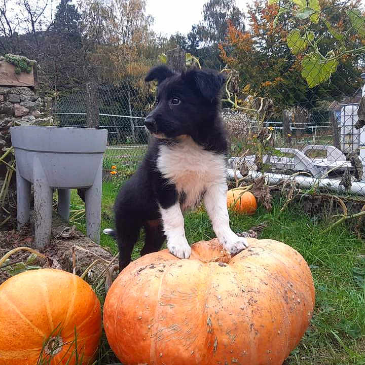 Athénâ participe au concours pour gagner de l'argent avec cette photo : animal, autumn, black_and_white, curious, cute, dog, fall, fence, garden, grass, leaf, nature, outdoor, pet, plant, pumpkin, puppy, rural, vine, young