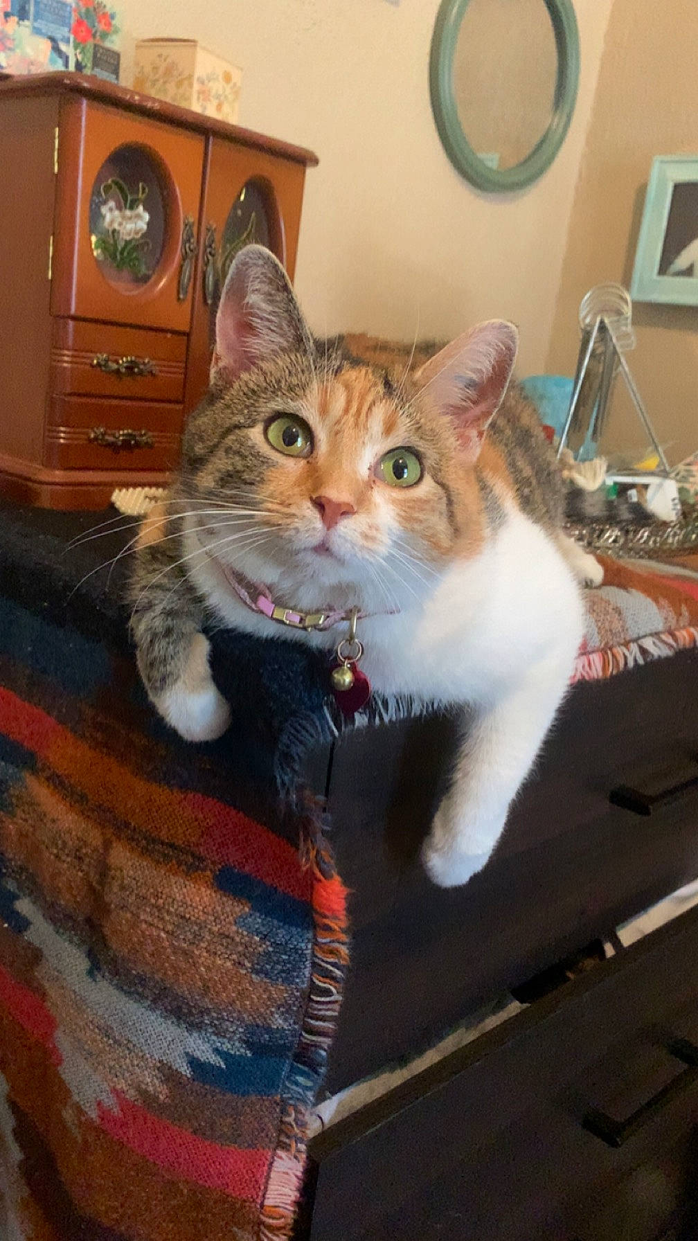 Ghillie joined the competition — help win amazing prizes! box, cabinetry, carnivore, cat, domestic_short_haired_cat, drawer, fawn, felidae, fur, home_appliance, paw, picture_frame, sitting, small_to_medium_sized_cats, tail, television, whiskers