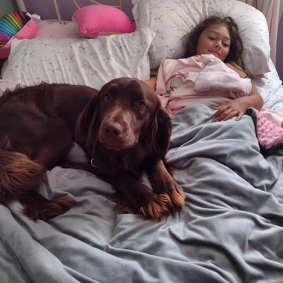 Mack is registered to the contest to win money with this photo: bedding, bedroom, canidae, carnivore, comfort, companion_dog, dog, dog_breed, flesh, fun, fur, linens, liver, mammal, pillow, room, sitting, spaniel, sporting_group, working_animal