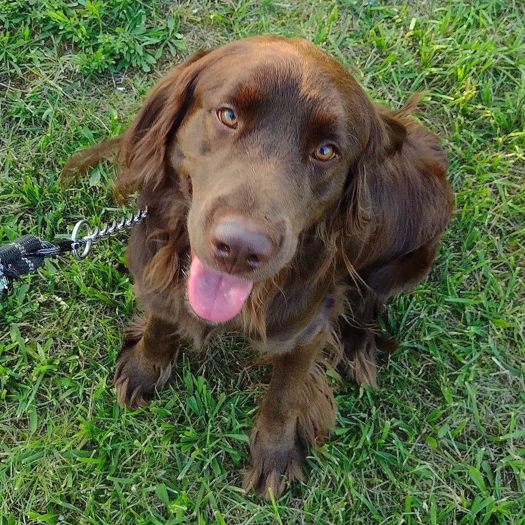 Mack joined the competition — help win amazing prizes! canidae, carnivore, companion_dog, dog, dog_breed, grass, gun_dog, hunting_dog, liver, snout, sporting_group, terrestrial_animal, working_animal