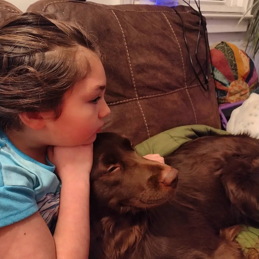 Mack joined the competition — help win amazing prizes! canidae, carnivore, child, comfort, companion_dog, dog, dog_breed, ear, fawn, fun, fur, gun_dog, happy, houseplant, liver, pillow, spaniel, sporting_group, toddler, working_animal