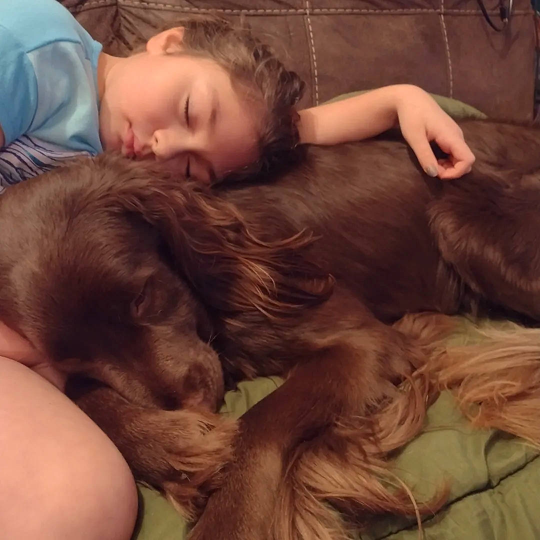 Mack joined the competition — help win amazing prizes! bed, brown_hair, carnivore, child, comfort, companion_dog, dog, dog_breed, ear, fur, gesture, happy, liver, long_hair, mammal, nap, textile, toddler, vertebrate, working_animal