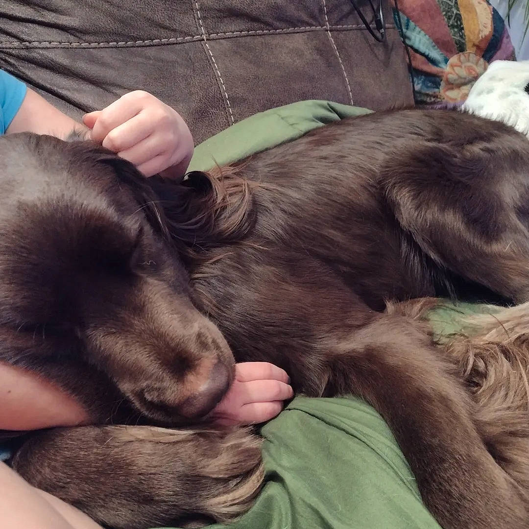 Mack joined the competition — help win amazing prizes! canidae, carnivore, cloud, comfort, companion_dog, dog, dog_breed, ear, finger, fur, gesture, happy, human_leg, lap, liver, love, nap, snout, sporting_group, working_animal