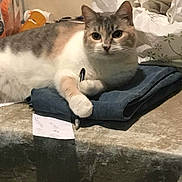 Kitty Girl is registered to the contest to win money with this photo: animal, cat, clutter, curious, domestic, eyes, feline, fur, gray, indoor, jeans, note, paw, pen, pet, pink, resting, table, whiskers, white