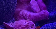 Simba is registered to the contest to win money with this photo: blanket, cat, closeup, comfort, cozy, cute, feline, folded_paws, fur, indoor, kitten, nap, paw, pet, purple_light, relaxing, resting, sleeping, soft, whiskers