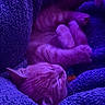 blanket, cat, closeup, comfort, cozy, cute, feline, folded_paws, fur, indoor, kitten, nap, paw, pet, purple_light, relaxing, resting, sleeping, soft, whiskers