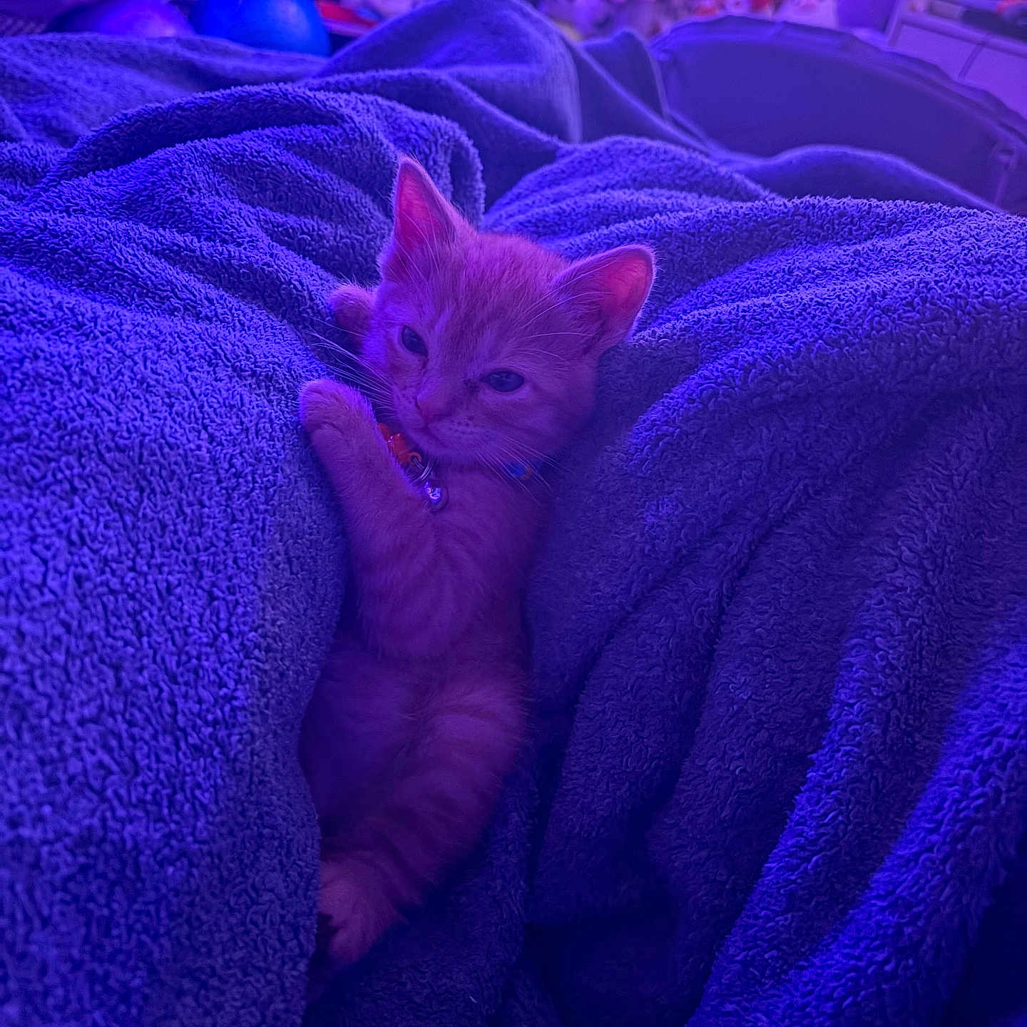 Simba