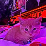 Simba is registered to the contest to win money with this photo: blanket, cat, closeup, collar, colorful, cozy, cute, decor, feline, indoor, kitten, led_lights, pet, portrait, purple_lighting, red_lighting, resting, soft, wall_art, young_animal