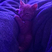 Simba is registered to the contest to win money with this photo: animal, blanket, cat, closeup, comfort, cozy, cuddly, cute, fur, indoor, kitten, pet, purple_light, relaxed, resting, sleepy, small, snuggled, soft_texture, warm