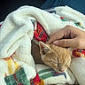 Simba joined the competition — help win amazing prizes! animal, blanket, cat, colorful, comfort, cozy, cute, domestic_animal, fur, gentle, hand, indoor, kitten, nap, pet, relaxation, rest, sleeping, soft, warm