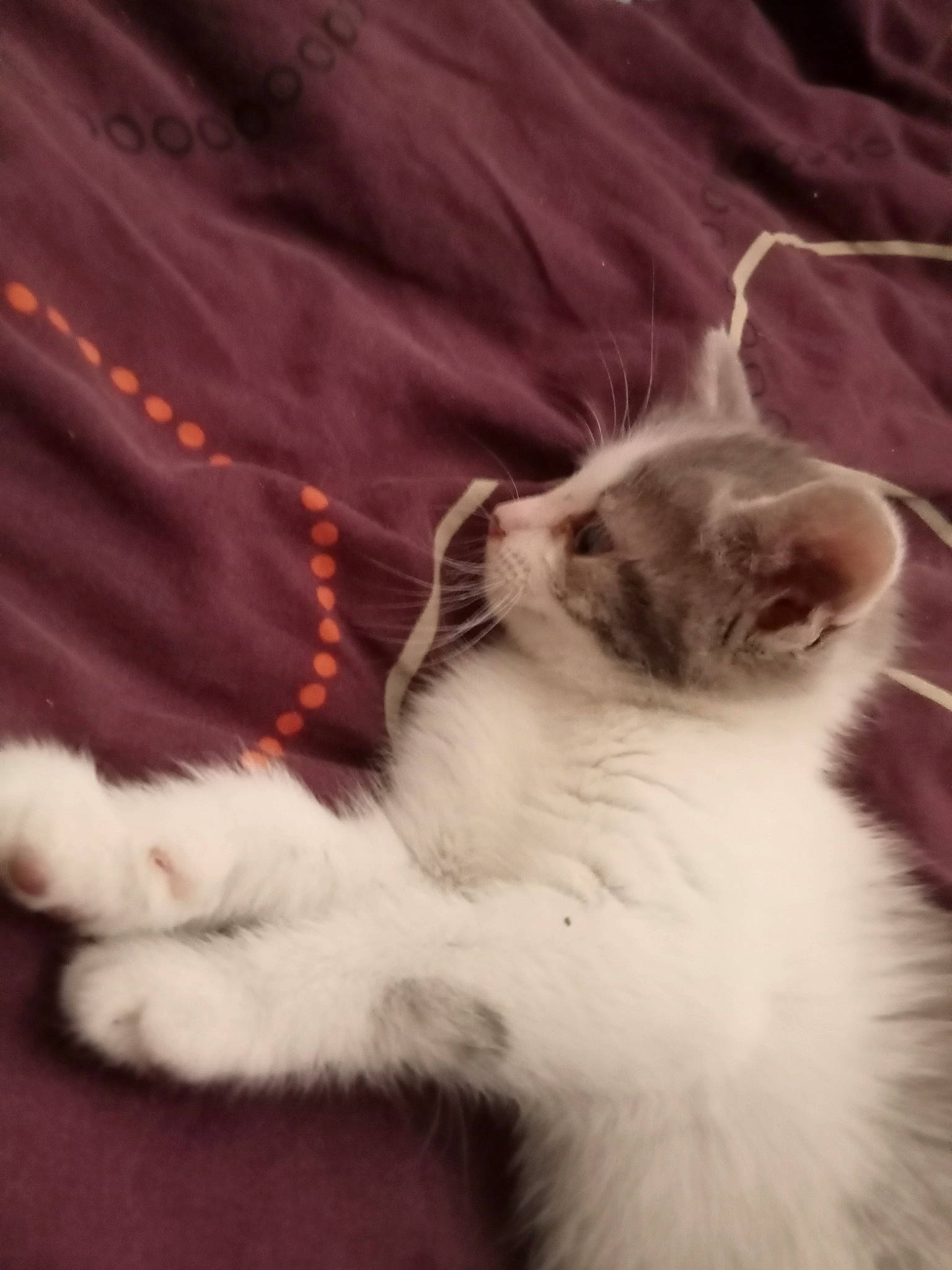 Safire a rejoint le concours — aidez-le/la à gagner de superbes lots ! carnivore, cat, claw, comfort, felidae, foot, fur, linens, paw, small_to_medium_sized_cats, tail, terrestrial_animal, textile, whiskers, window