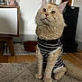 Ragnar a rejoint le concours — aidez-le/la à gagner de superbes lots ! attentive, cabinet, cat, curious, cute, decor, ears, eyes, feline, fluffy, home, indoor, light, pet, rug, sitting, striped_clothing, tail, whiskers, wooden_floor