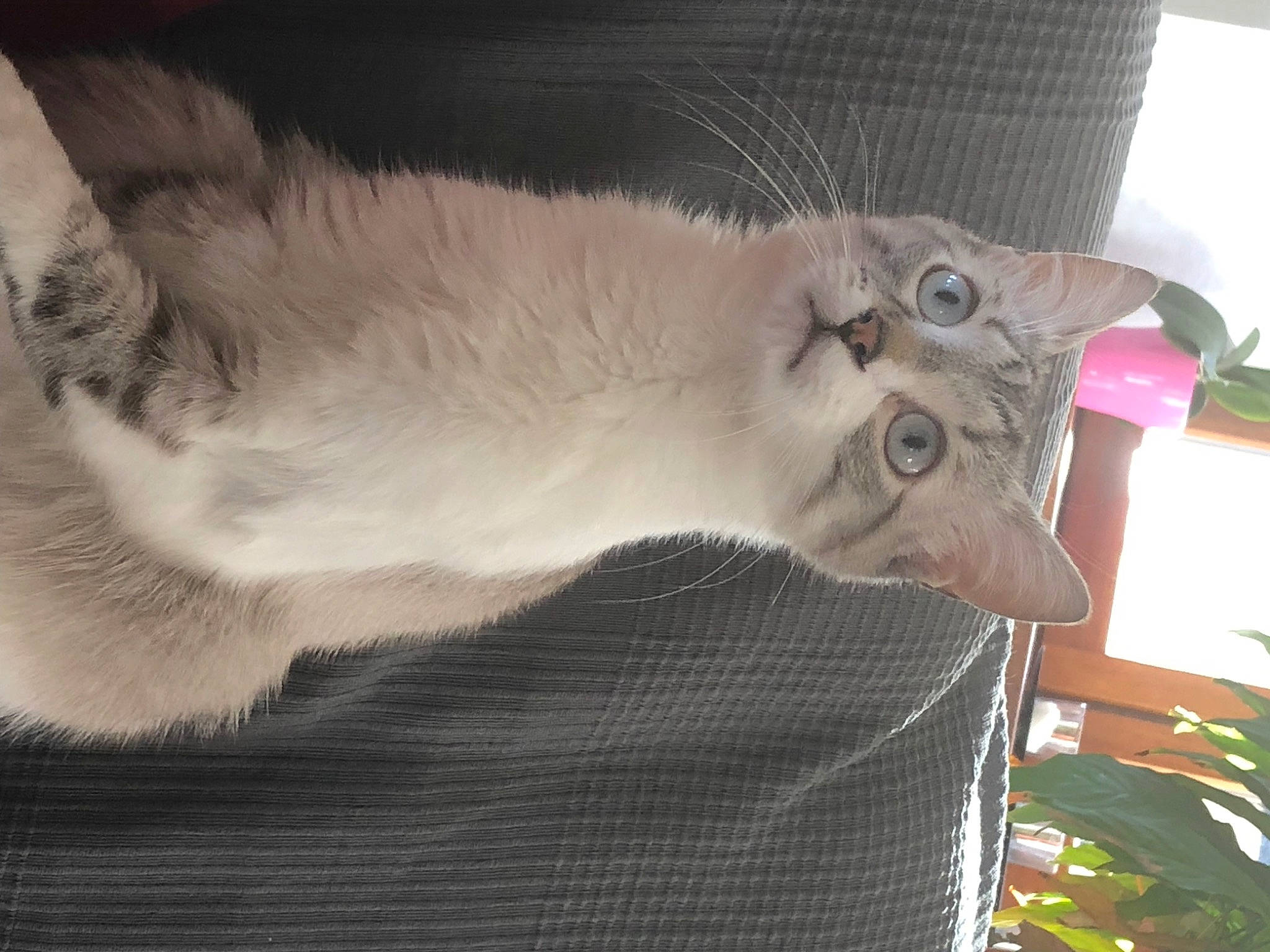 Bonbon a rejoint le concours — aidez-le/la à gagner de superbes lots ! asian, australian_mist, balinese, british_semi_longhair, burmilla, carnivore, cat, domestic_short_haired_cat, european_shorthair, fawn, felidae, fur, kitten, mammal, polydactyl_cat, singapura, small_to_medium_sized_cats, tail, tonkinese, whiskers