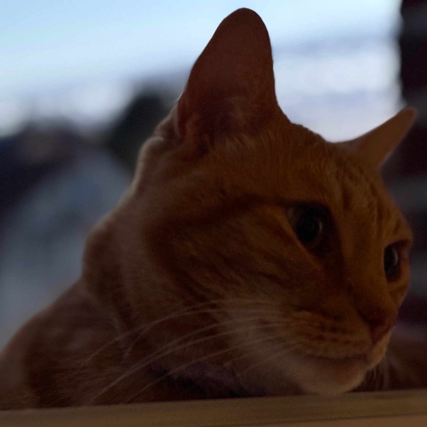Oscar a rejoint le concours — aidez-le/la à gagner de superbes lots ! animal, blurred_background, cat, close_up, curious, domestic_cat, ears, face, feline, fur, ginger_cat, indoor, looking, pet, portrait, profile, quiet, soft_lighting, table, whiskers