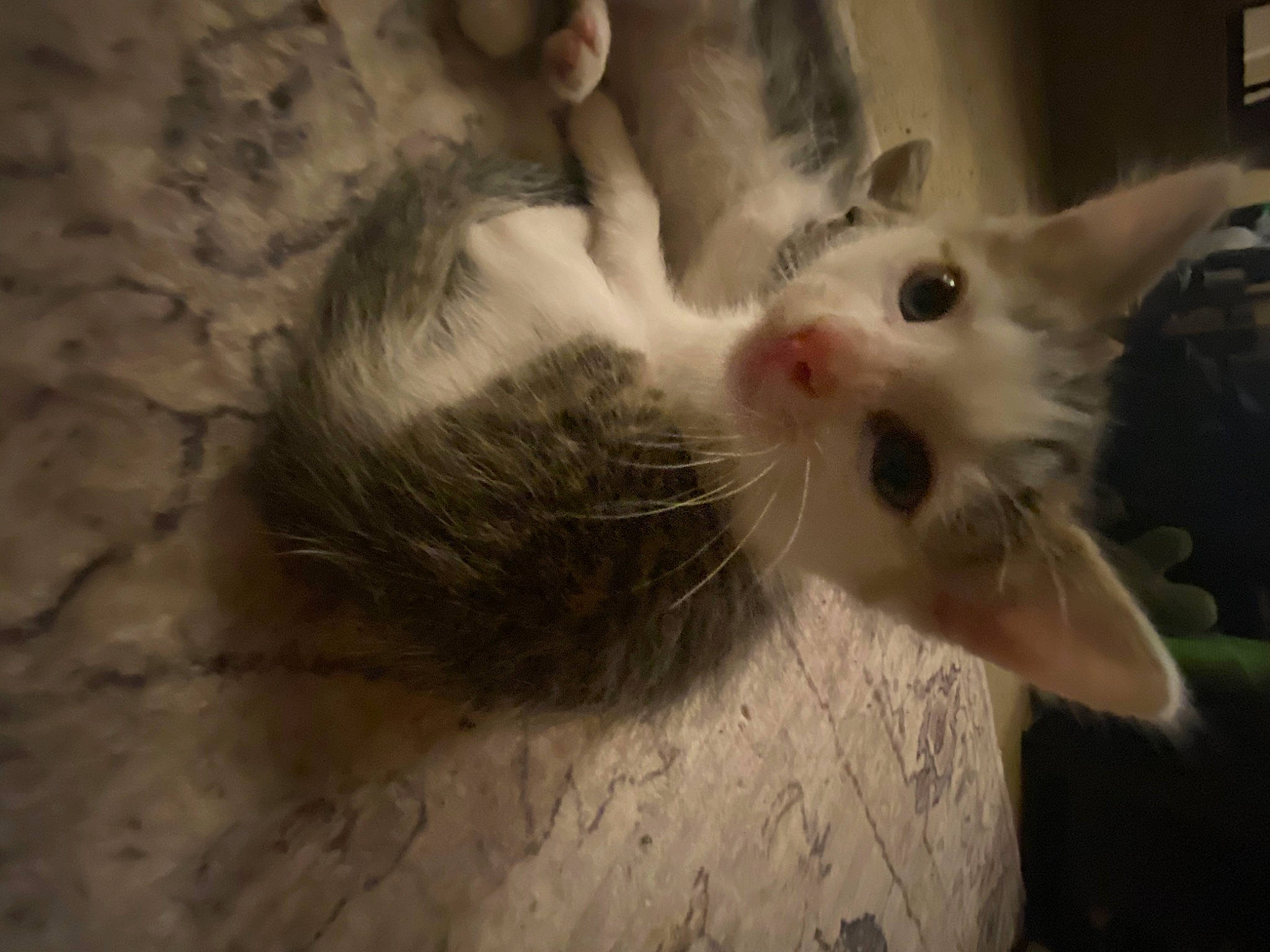 Sandwich is registered to the contest to win money with this photo: carnivore, cat, claw, domestic_short_haired_cat, ear, eye, fawn, felidae, fur, gesture, iris, paw, small_to_medium_sized_cats, snout, tail, whiskers