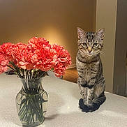Maverick is registered to the contest to win money with this photo: animal, carnations, cat, curious, domestic_animal, ears, flower_vase, furniture, glass_vase, indoor, kitchen_countertop, lighting, pet, plant_stems, sitting, striped_fur, tabby_cat, tabletop, tail, whiskers