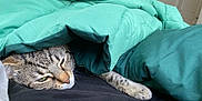 Maverick is registered to the contest to win money with this photo: animal, bedroom, black_sheet, blanket, cat, comfort, cozy, domestic_cat, fur, green_blanket, indoor, paw, paw_pad, pet, quiet, relaxed, resting, sleepy, tabby, whiskers