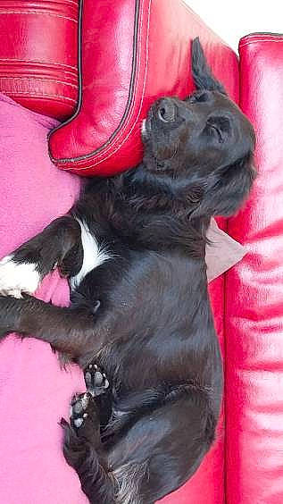 Naala a rejoint le concours — aidez-le/la à gagner de superbes lots ! carmine, carnivore, comfort, companion_dog, dog, dog_breed, fawn, felidae, fur, liver, magenta, mammal, pink, red, small_to_medium_sized_cats, sporting_group, tail, vertebrate, whiskers, working_animal