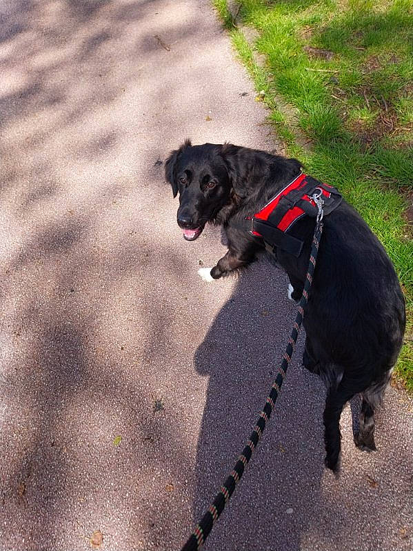 Naala a rejoint le concours — aidez-le/la à gagner de superbes lots ! asphalt, canidae, carnivore, collar, companion_dog, dog, dog_breed, dog_collar, dog_supply, fashion_accessory, grass, leash, pet_supply, road_surface, shadow, snout, sporting_group, tail, tints_and_shades, working_animal