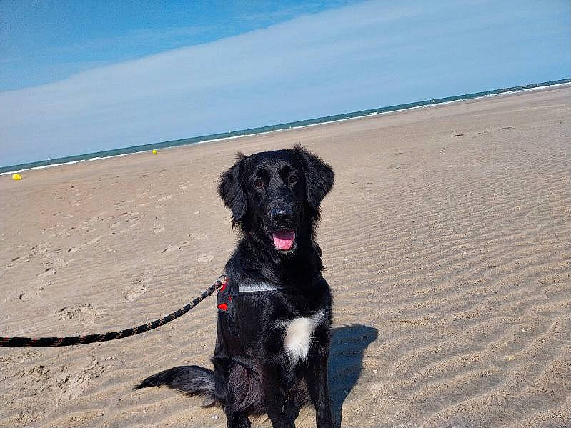 Naala participe au concours pour gagner de l'argent avec cette photo : beach, borador, canidae, carnivore, cloud, collar, companion_dog, dog, dog_breed, dog_collar, gun_dog, hunting_dog, ocean, sand, sky, snout, sporting_group, water, working_animal, working_dog