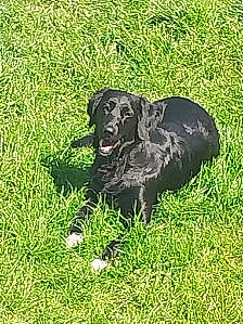 Naala participe au concours pour gagner de l'argent avec cette photo : borador, canidae, carnivore, companion_dog, dog, dog_breed, fur, grass, groundcover, gun_dog, hunting_dog, non_sporting_group, plant, sporting_group, tail, working_animal, working_dog