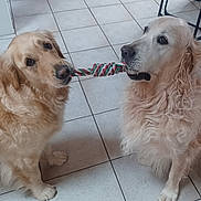 Teska Et Jeff a rejoint le concours — aidez-le/la à gagner de superbes lots ! dog, golden_retriever, pet, animal, indoor, floor, tile, play, toy, rope_toy, friendship, cute, fur, canine, mammal, companion, two_dogs, playful, domestic_animal, interaction