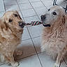 dog, golden_retriever, pet, animal, indoor, floor, tile, play, toy, rope_toy, friendship, cute, fur, canine, mammal, companion, two_dogs, playful, domestic_animal, interaction