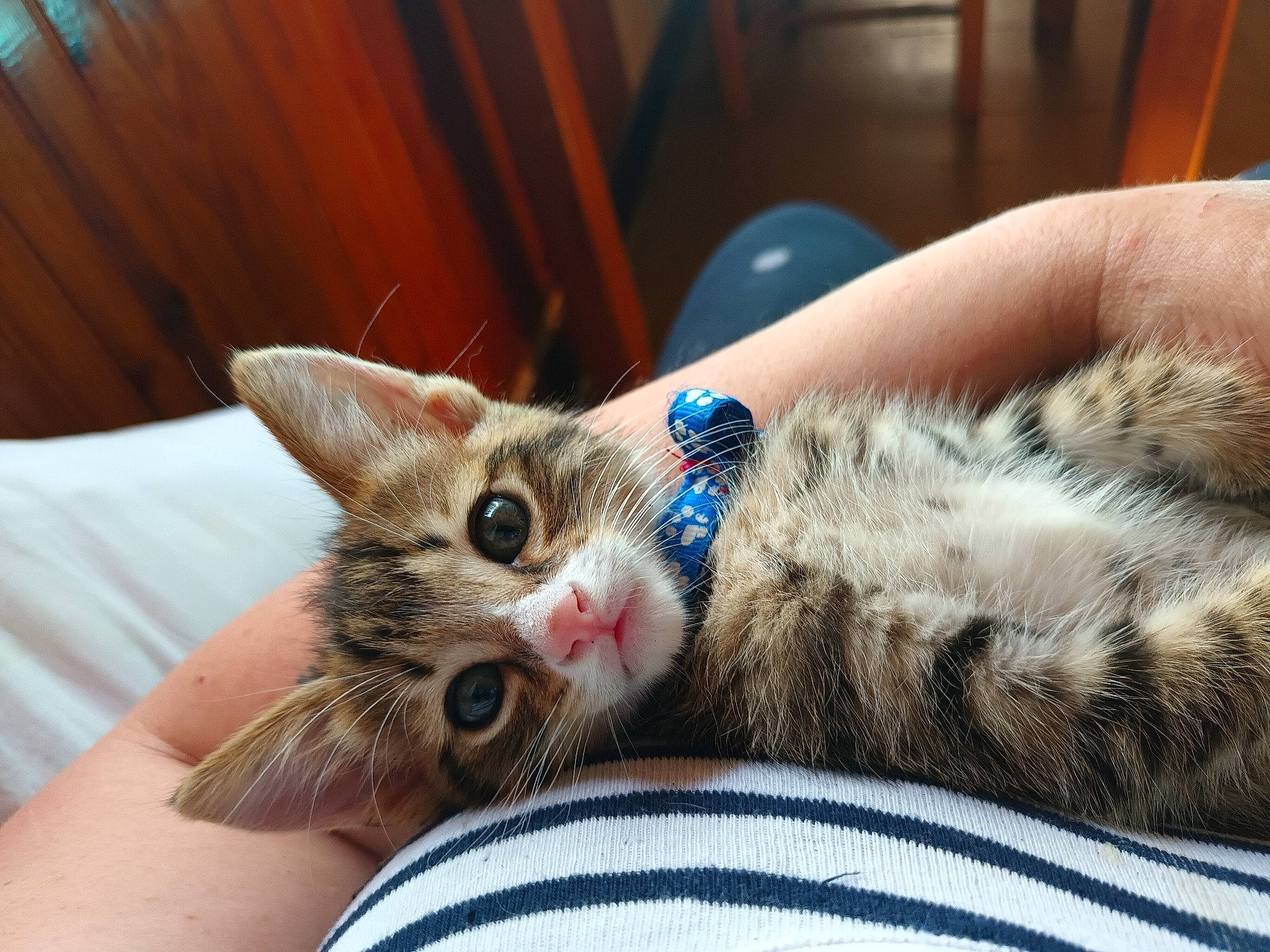 Lucky participe au concours pour gagner de l'argent avec cette photo : carnivore, cat, claw, comfort, domestic_short_haired_cat, ear, eye, fawn, felidae, fur, hand, nail, nap, paw, sitting, small_to_medium_sized_cats, snout, tail, whiskers