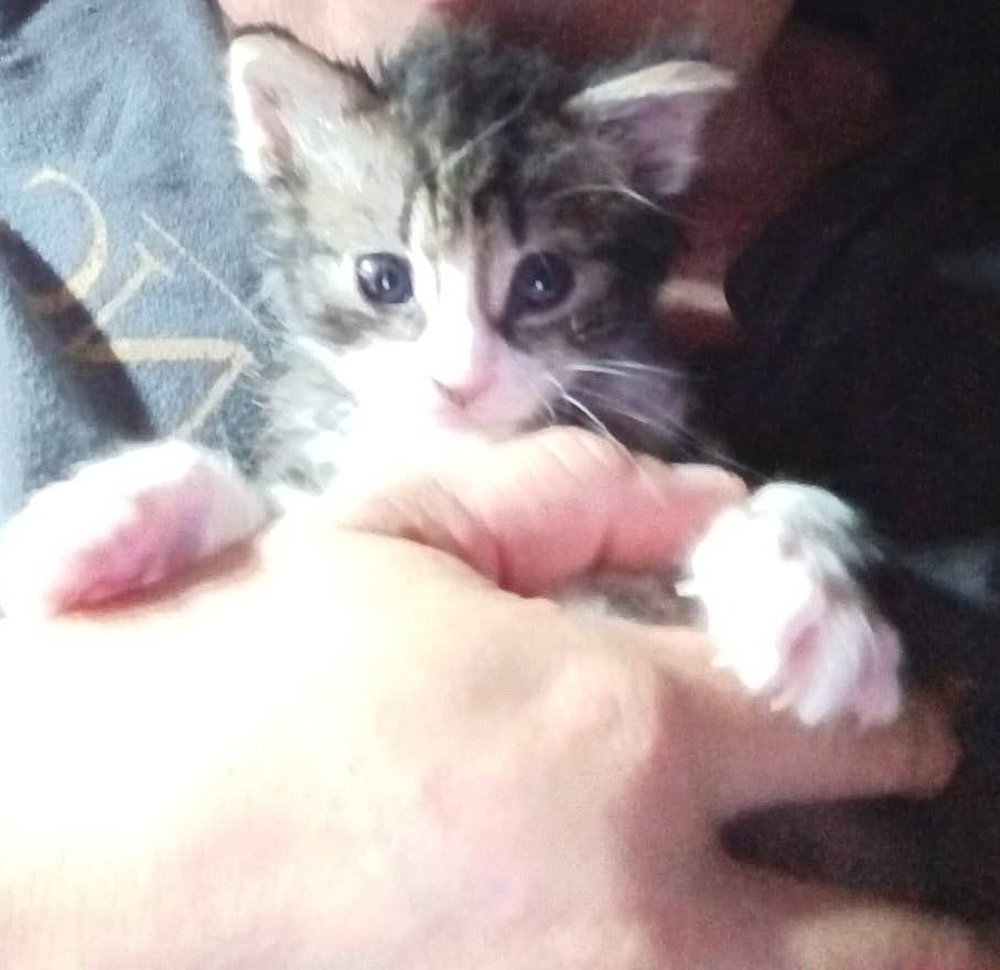 Leo participe au concours pour gagner de l'argent avec cette photo : carnivore, cat, claw, comfort, domestic_short_haired_cat, ear, felidae, fur, nail, paw, small_to_medium_sized_cats, snout, whiskers