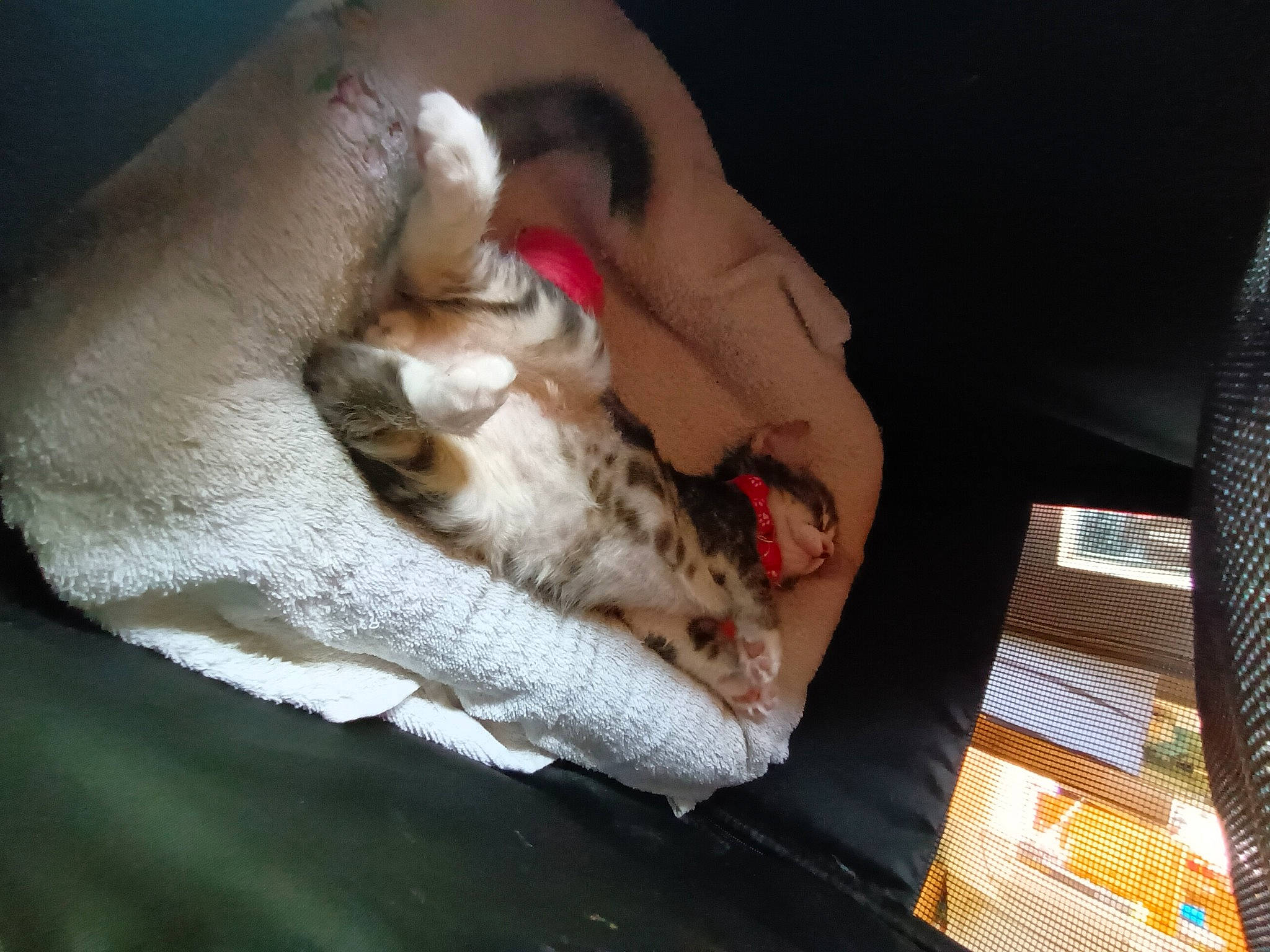 Leo participe au concours pour gagner de l'argent avec cette photo : canidae, carnivore, cat, claw, comfort, domestic_short_haired_cat, fawn, felidae, fur, gesture, human_leg, nail, nap, paw, small_to_medium_sized_cats, sporting_group, whiskers, wood