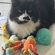 Pamplemousse participe au concours pour gagner de l'argent avec cette photo : animal, black_and_white, cat, close_up, colorful, cute, domestic_animal, feline, fluffy, fur, indoor, pet, plush_toy, pom_pom, resting, stuffed_animal, table, toy, whiskers, white_surface