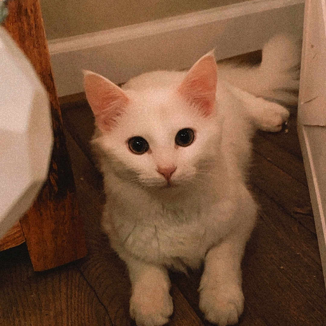 Kp is registered to the contest to win money with this photo: abyssinian, angora, animal, cat, christmas, conifer, festival, hardwood, indoors, kitten, lighting, manx, pet, plant, plywood, pottedplant, siamese, stainedwood, tree, wood