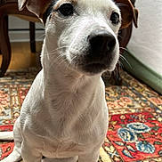 Sofia participe au concours pour gagner de l'argent avec cette photo : dog, pet, indoors, carpet, patterned_rug, wooden_chair, furniture, close_up, white_fur, brown_ear, floor, curious, cute, animal, sitting, domestic, companion, portrait, face, whiskers
