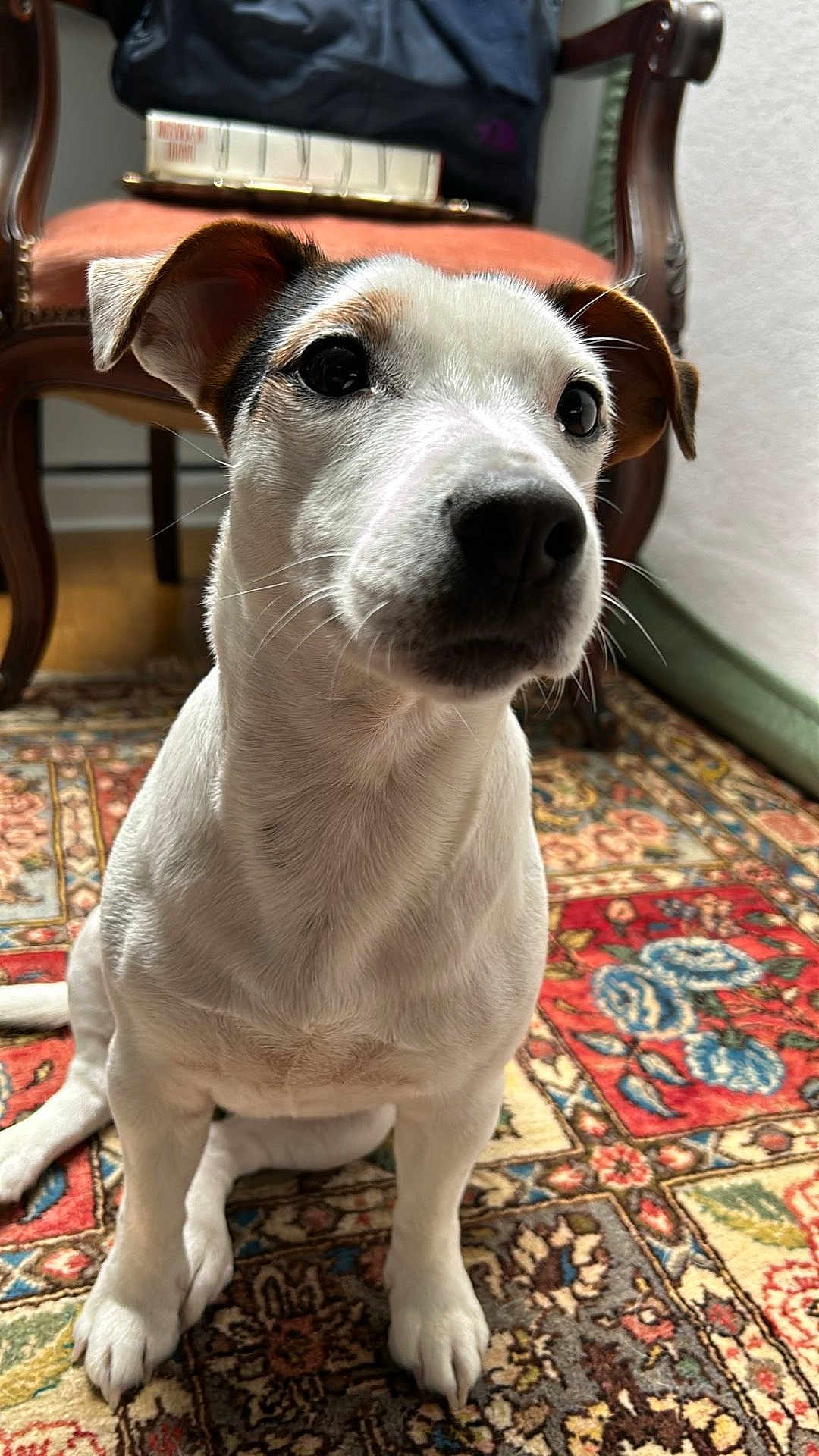 Sofia participe au concours pour gagner de l'argent avec cette photo : dog, pet, indoors, carpet, patterned_rug, wooden_chair, furniture, close_up, white_fur, brown_ear, floor, curious, cute, animal, sitting, domestic, companion, portrait, face, whiskers