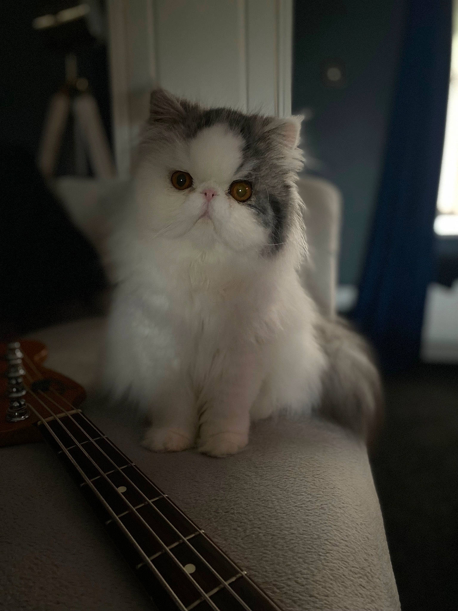 Elsie joined the competition — help win amazing prizes! carnivore, cat, felidae, flooring, fur, guitar_accessory, paw, small_to_medium_sized_cats, snout, tail, terrestrial_animal, whiskers