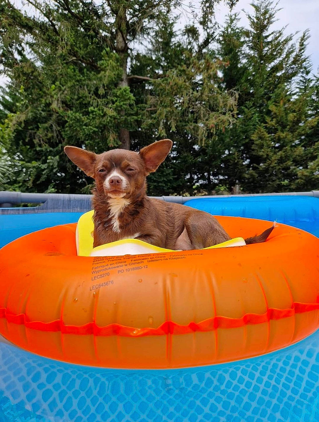 Bouchon participe au concours pour gagner de l'argent avec cette photo : amusement_park, chute, dog_breed, fawn, fun, grass, inflatable, leisure, nonbuilding_structure, outdoor_play_equipment, play, playground, recreation, sculpture, sky, terrestrial_animal, tree, working_animal