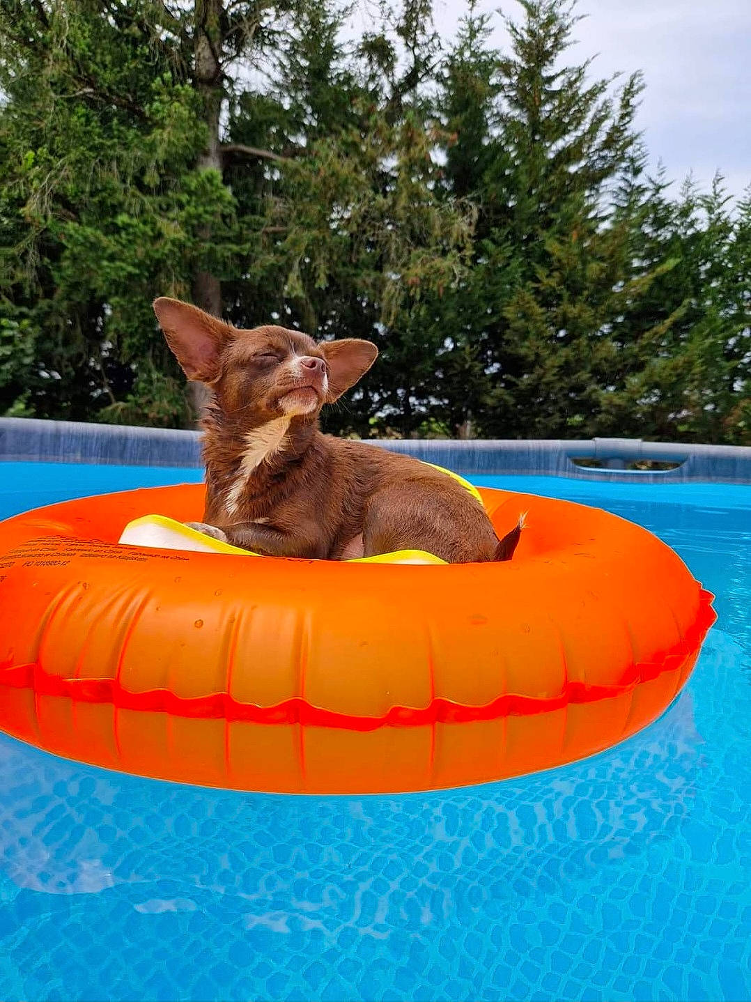 Bouchon participe au concours pour gagner de l'argent avec cette photo : art, chute, fun, games, grass, inflatable, leisure, mammal, nonbuilding_structure, plant, play, playground, recreation, sky, swimming_pool, tail, tree, vertebrate, water, working_animal
