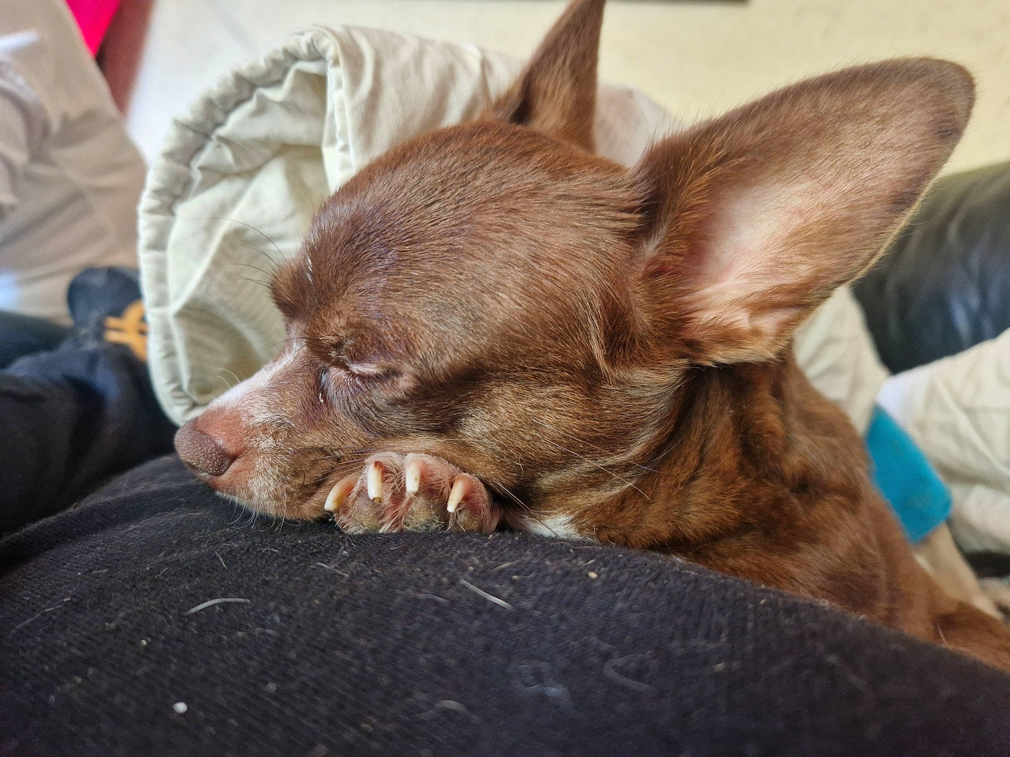 Bouchon a rejoint le concours — aidez-le/la à gagner de superbes lots ! canidae, carnivore, comfort, companion_dog, corgi_chihuahua, dog, dog_breed, ear, eye, fawn, fur, head, liver, snout, sporting_group, terrestrial_animal, toy_dog, whiskers, working_animal