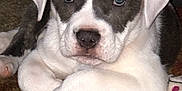 Samson joined the competition — help win amazing prizes! puppy, dog, pet, animal, cute, lying_down, toy, carpet, blanket, indoor, white, brown, ears, nose, paw, face, fur, relaxed, closeup, young