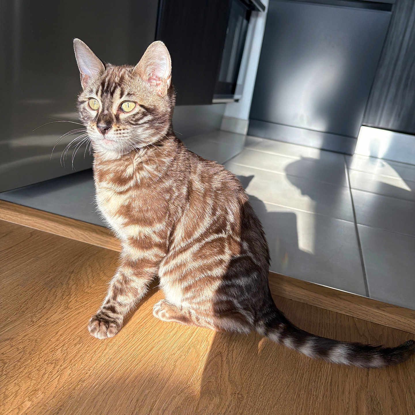 Rajah participe au concours pour gagner de l'argent avec cette photo : abyssinian, animal, appliance, cat, closet, cupboard, device, dishwasher, drawer, electricaldevice, furniture, hardwood, indoors, interiordesign, kitten, manx, pet, plywood, stainedwood, wood