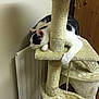 Odin is registered to the contest to win money with this photo: