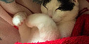 Odin is registered to the contest to win money with this photo: