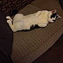 Odin is registered to the contest to win money with this photo: