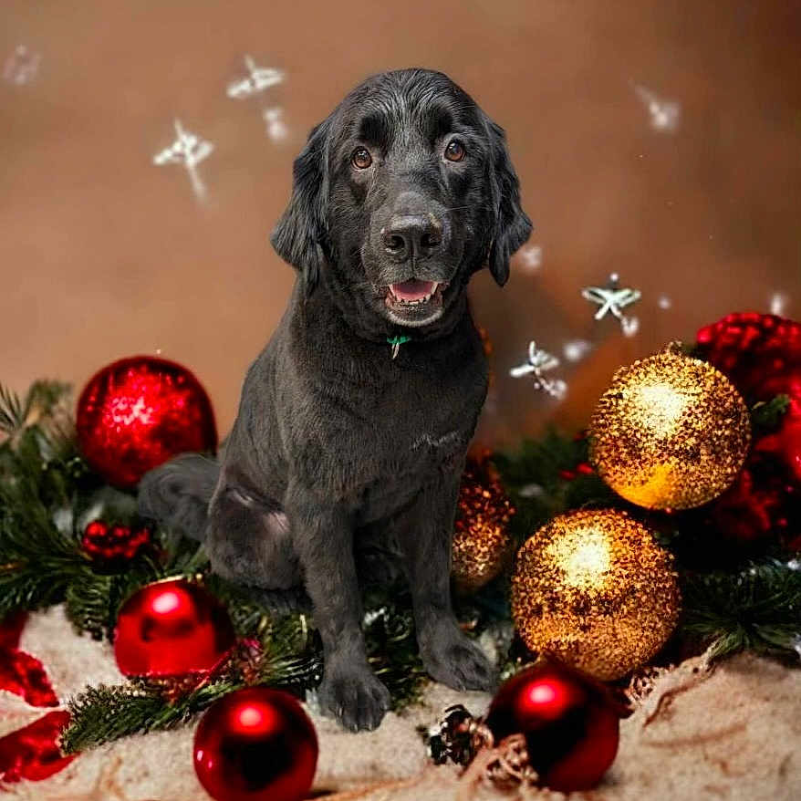 Bear is registered to the contest to win money with this photo: animal, canine, christmas, christmasdecorations, christmastree, christmastreeornaments, dog, festival, fungus, labradorretriever, pet, plant, puppy