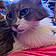 Fluffy Cat