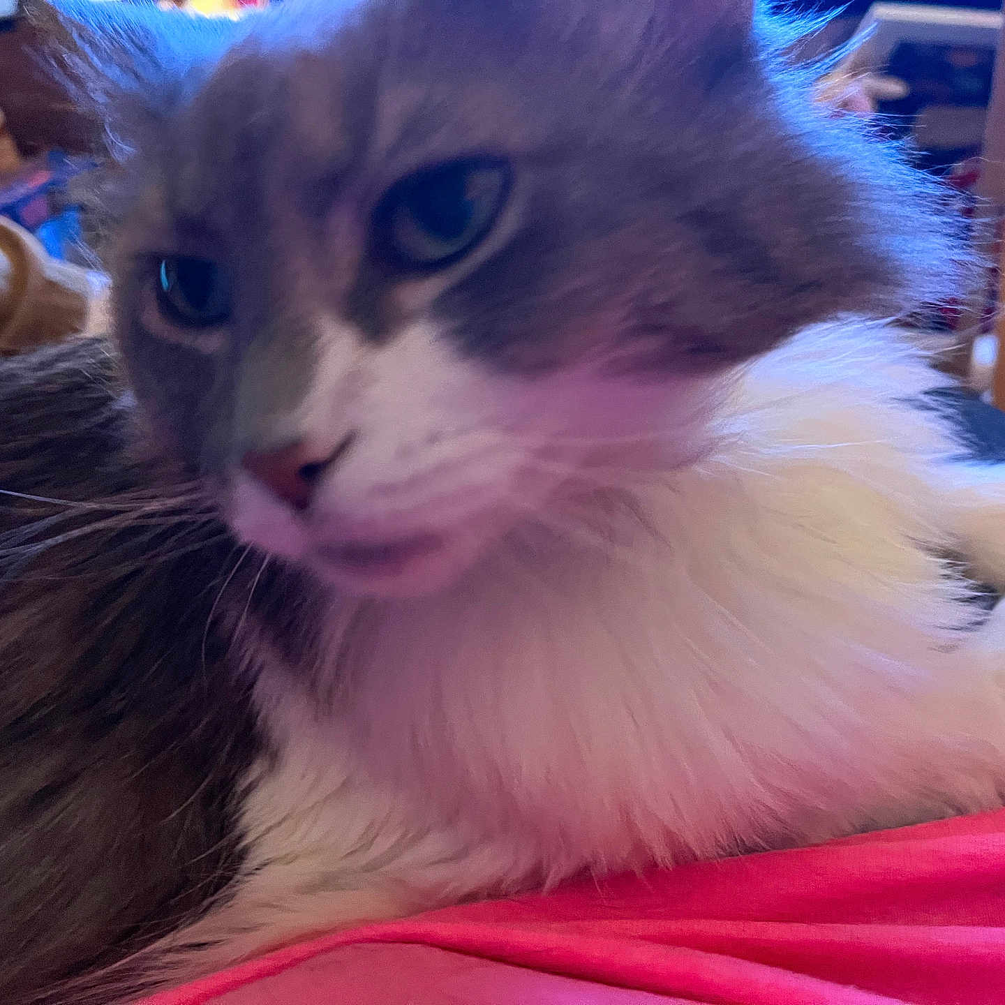 Fluffy Cat joined the competition — help win amazing prizes! animal, blurred, cat, close_up, cozy, domestic_animal, feline, fluffy, fur, gray, household, indoor, lying_down, mammal, pet, pink_surface, relaxed, sleepy, whiskers, white